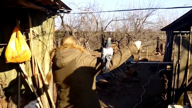 Голубь 22 февраля 2015 смотреть онлайн