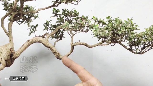 How To Treat Bonsai Rotten Roots And Withered枯れた盆栽の腐った根の扱い方盆景爛根枯萎怎樣救治