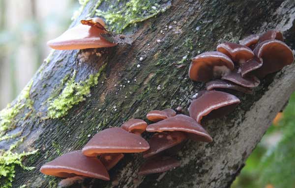 Аурикулярия уховидная, ИУДИНО УХО, гриб Муэр - полезный гриб! Грибная азбука. смотреть онлайн