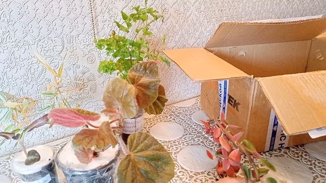 Распаковка посылочки ??? по обмену из Нижегородской области.