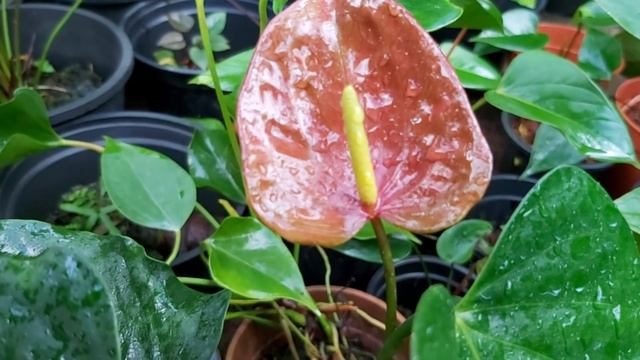 Anthurium Brown Seed смотреть онлайн