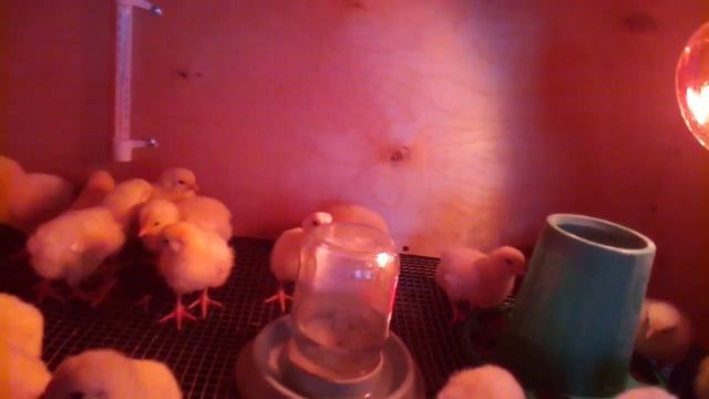 Бройлер Кобб 500 -Выращивание бройлера c использованием комбикорма Мегамикс. смотреть онлайн