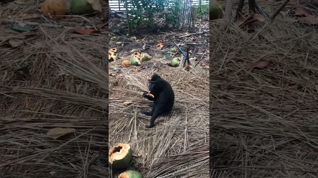 Чёрная макака - исчезающий в природе вид обезьян смотреть онлайн