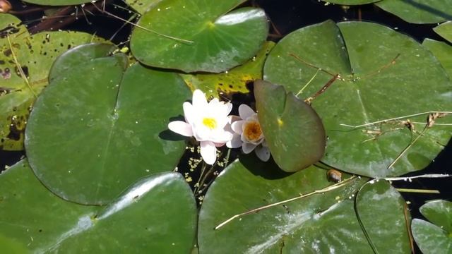 European White Waterlily (Nymphaea Alba) - 2012-06-23 смотреть онлайн