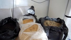 Чем кормить.(Все виды Овсянок,Реполов,Юла,Жаворонок полевой.)