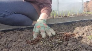 Не выбрасывай ЧАЙНУЮ ЗАВАРКУ! Удобрение для ОГОРОДА