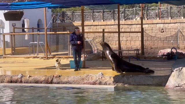 ДАША и АЛЁНА увидели МОРСКИХ ЛЬВОВ! ОДИН ДЕНЬ В ЗООПАРКЕ