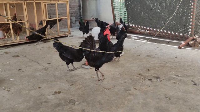 TYLODOX (Tylosin & Doxycycline) смотреть онлайн