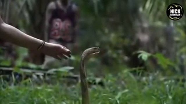 Snek is a tiny embeddable language смотреть онлайн