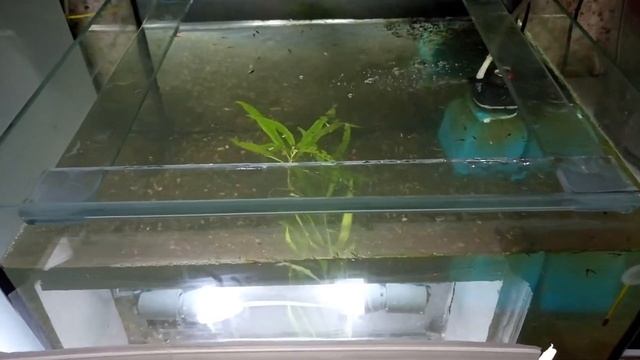 #Аквариумистика: Самый грязный грунт из речки! смотреть онлайн