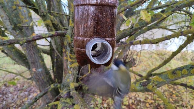 Синицы Воробьи Лазоревки Дятел на самодельной кормушке | 6 Октября 2023 смотреть онлайн