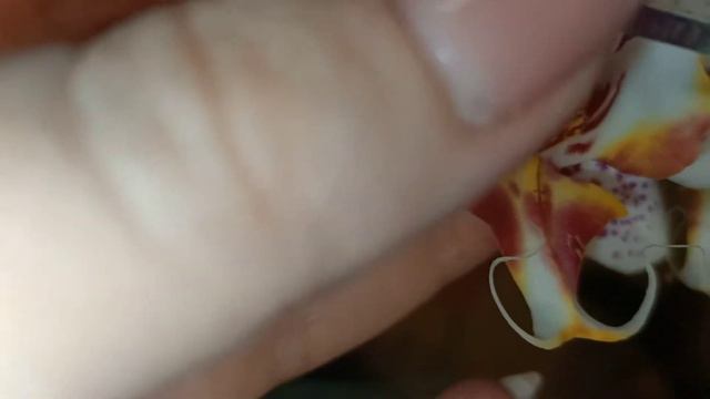 Обзор двух Acker's Sweet varsiti смотреть онлайн