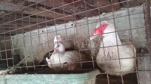 Сравниваем, мускусная утка или вьетнамская свинка. смотреть онлайн