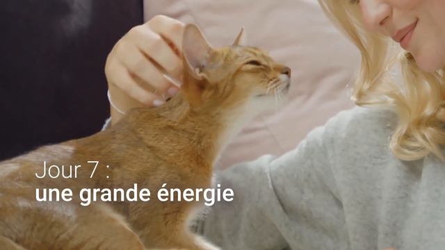 PURINA ONE® - Le Programme 21 Jours – Jour 7 : Une Grande Energie – 12s смотреть онлайн