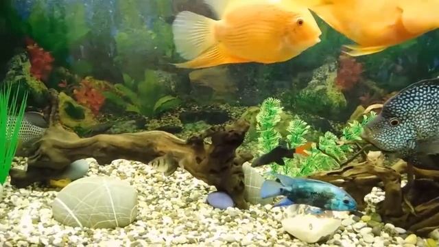 ЦИХЛИДЫ - самые удивительные и заботливые аквариумные рыбки !! смотреть онлайн