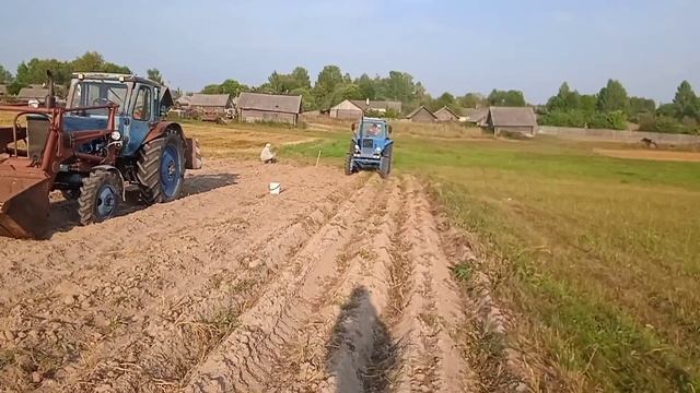 мтз82 с польской копалкой, урожай не радует. смотреть онлайн