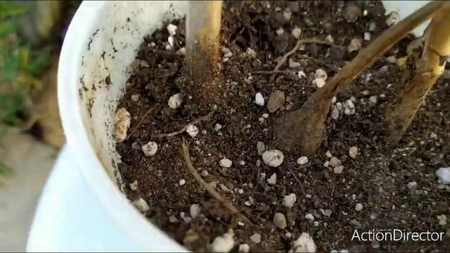 Стефания?наростила каудекс!!