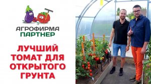 ЛУЧШИЙ ТОМАТ ДЛЯ ОТКРЫТОГО ГРУНТА – СОФА F1