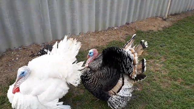 ИНДЮШИНЫЙ БОЙ смотреть онлайн