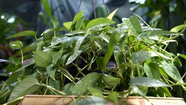 Cebu Blue Pothos! Epipremnum Pinnatum | New Houseplants