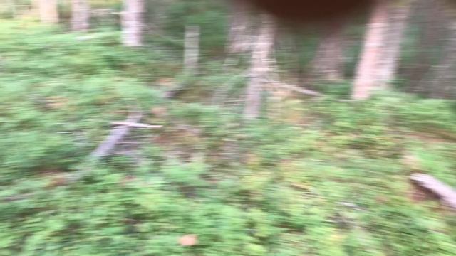 Я нашел Тр@п В лесу