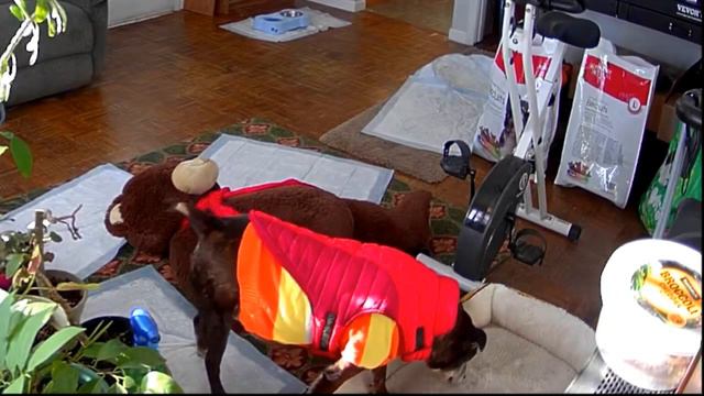 Как Гриша и Миша укладываются подремать. Камера видеонаблюдения смотреть онлайн