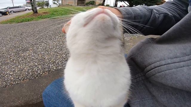 Рецепты желе на любой вкус