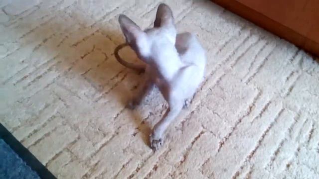 Сфинкс Феликс и мышь электро смотреть онлайн