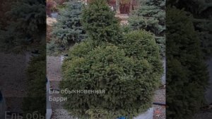 Ель обыкновенная Барри