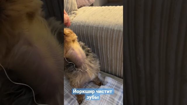 Чистка зубов йоркширского терьера смотреть онлайн