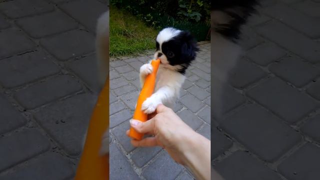 Маленький Денни,щенок Японского хина смотреть онлайн