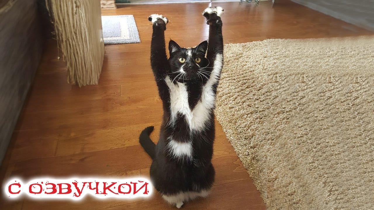 Приколы с котами! Самые смешные животные! Приколы про котов с озвучкой! смотреть онлайн