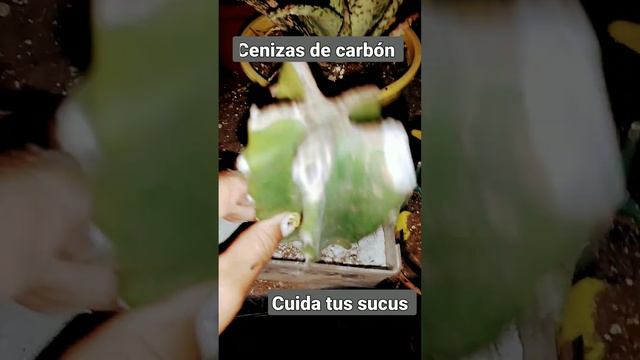 Reproducción de cactáceas con el fungicida más económico #cenizascarbón#efectivo #nofalla смотреть онлайн