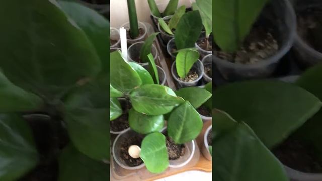 Замиокулькас. Долларовое дерево. Размножение. Ч.1 смотреть онлайн