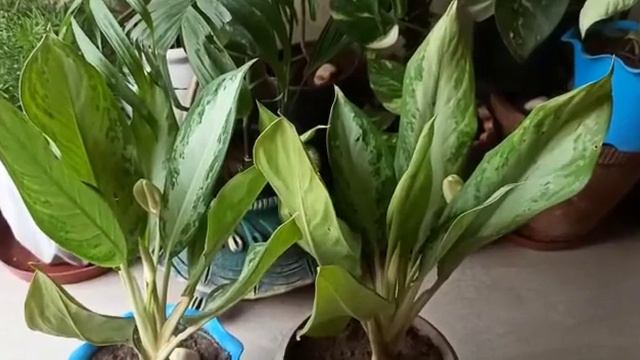 Aglaonema/Chinese evergreen plant🌱 ki pattiyaan pili/🟡aur curl/mudne ke kaaran aur upaay. смотреть онлайн