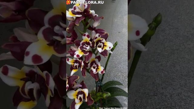Phal Yaphon Star Diamond '6602' взрослое цветение. смотреть онлайн