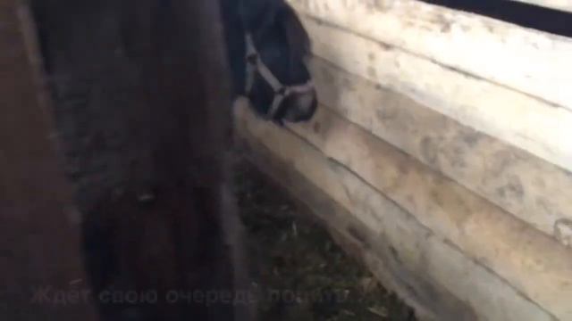 Хочу лошадь. Будни коневладельца смотреть онлайн