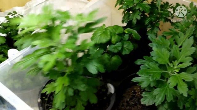 Зимнее хранение мультифлоры. Санкт -Петербург .(перезимовка в 3 -х вариантах) смотреть онлайн