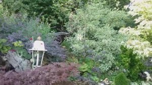 Клематис генерал сикорский