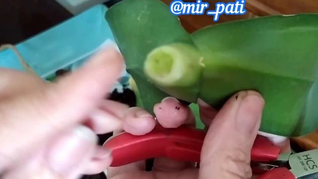 КАК НАРАСТИТЬ КОРНИ ОРХИДЕЕ БЕЗ КОРНЕЙ! Листьями в воде смотреть онлайн