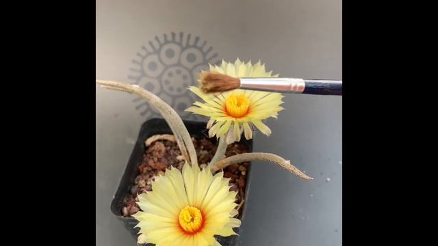 Guardando Polen De Astrophytum Caput-medusae