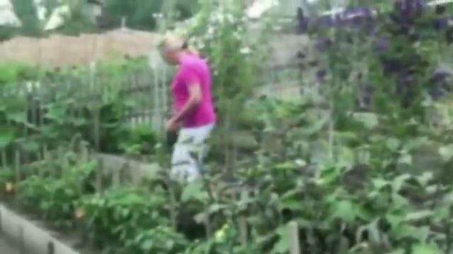 Баклажаны в открытом грунте смотреть онлайн