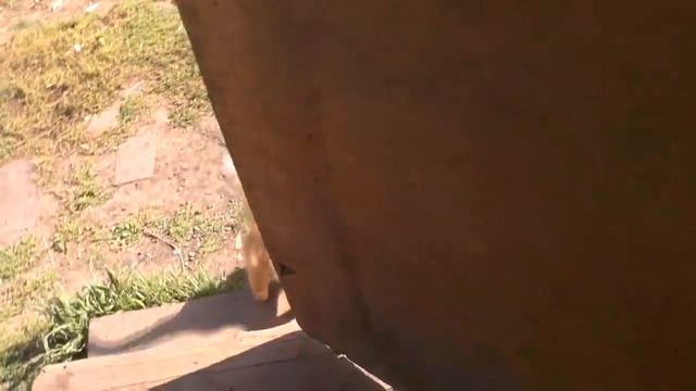 Рыжая кошка – мать всех наших кошек, никого не допускает до своего жилья. 02. 09. 2019 смотреть онлайн