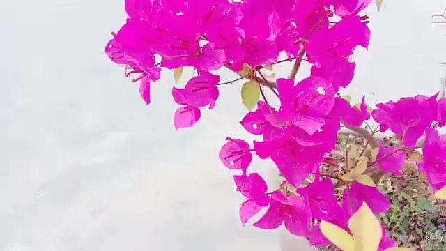 Bougainvillea beauty this season amazing #bougainvillea #flowers #tree #বাগানবিলাস #someone bd смотреть онлайн