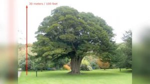 Самые Опасные Деревья В Мире