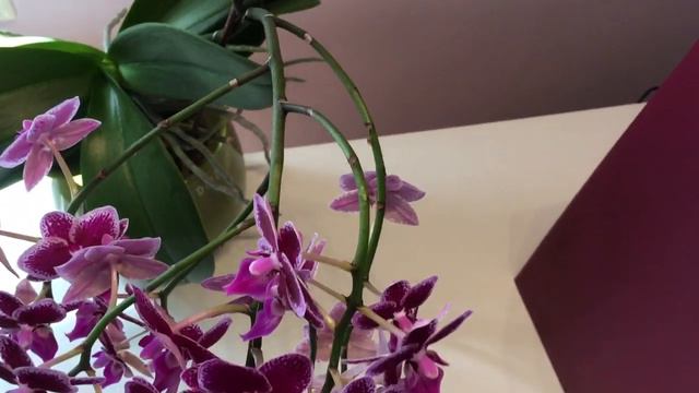 Phalaenopsis Chia E Yenlin in Blüte / in bloom смотреть онлайн