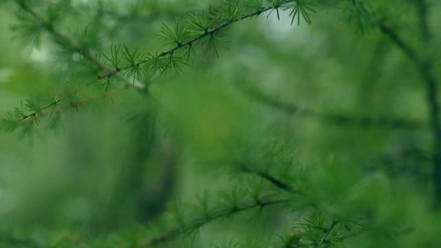 Окрестности Якутска в макро. смотреть онлайн