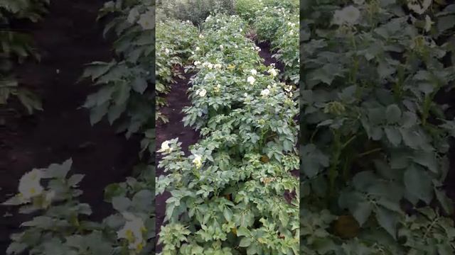 картофель посажен сдвоенными рядами смотреть онлайн