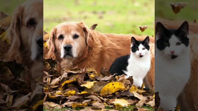 Берестов - Кошкин щенок смотреть онлайн