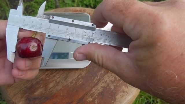 Черешня Роял Хелен / Royal Helen .Черешня №1 в любом саду. смотреть онлайн